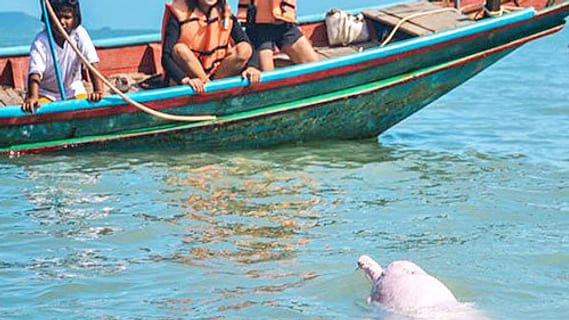 Boat tour to see the pink dolphins off Khanom near Koh Samui in March
