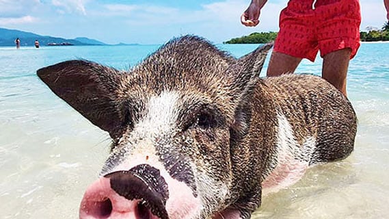 Pig wading in the shallows at Koh Madsum beach, one of the tours that still run in November despite the rainy season