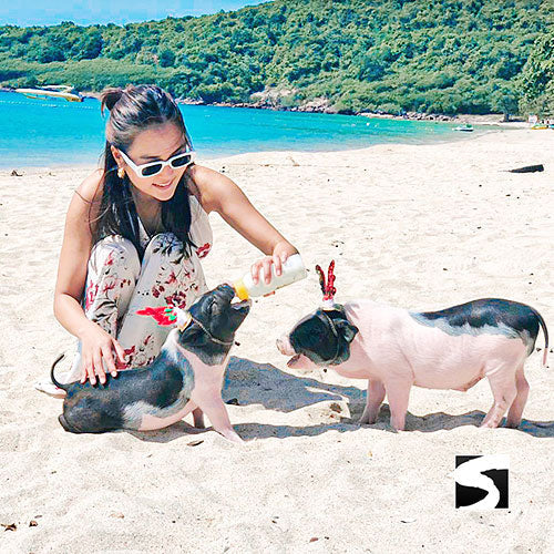 Des visiteurs nourrissent les cochons sur la plage de Koh Madsum