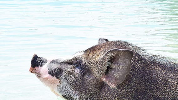 Un cochon debout dans l'eau peu profonde au bord de la plage