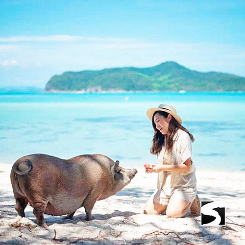 A pig lying calmly next to a visitor on the sand