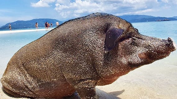 Pigs on the sandy beach of Koh Madsum